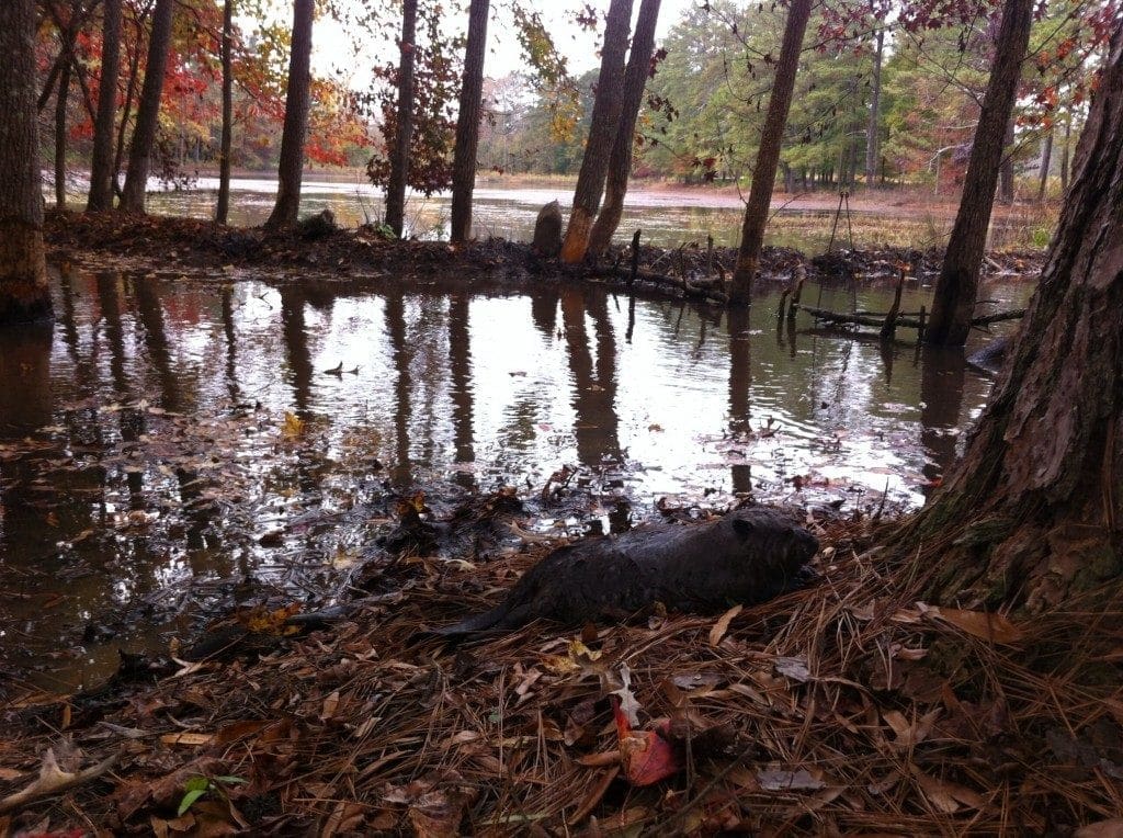 beaver trapping