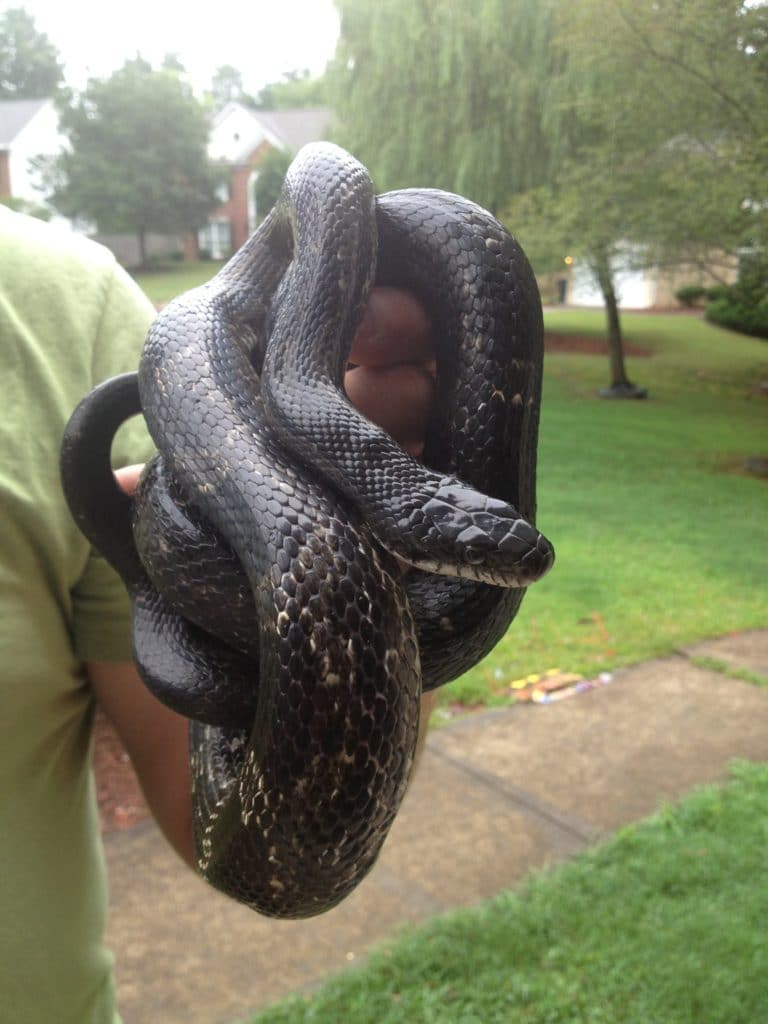snake removal services