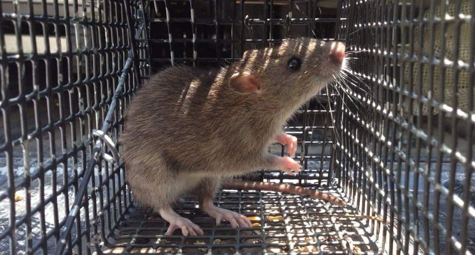 Rat Trapping & Removal - Southern Pest Management | Southern Pest Management RAT trapping
