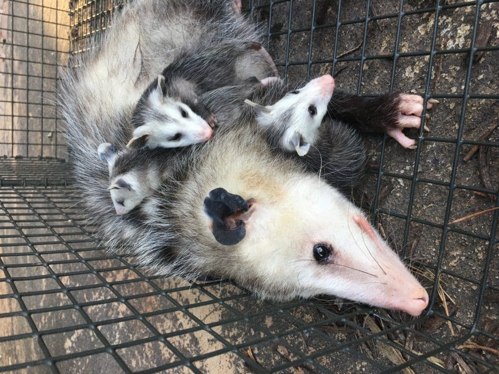 Possums