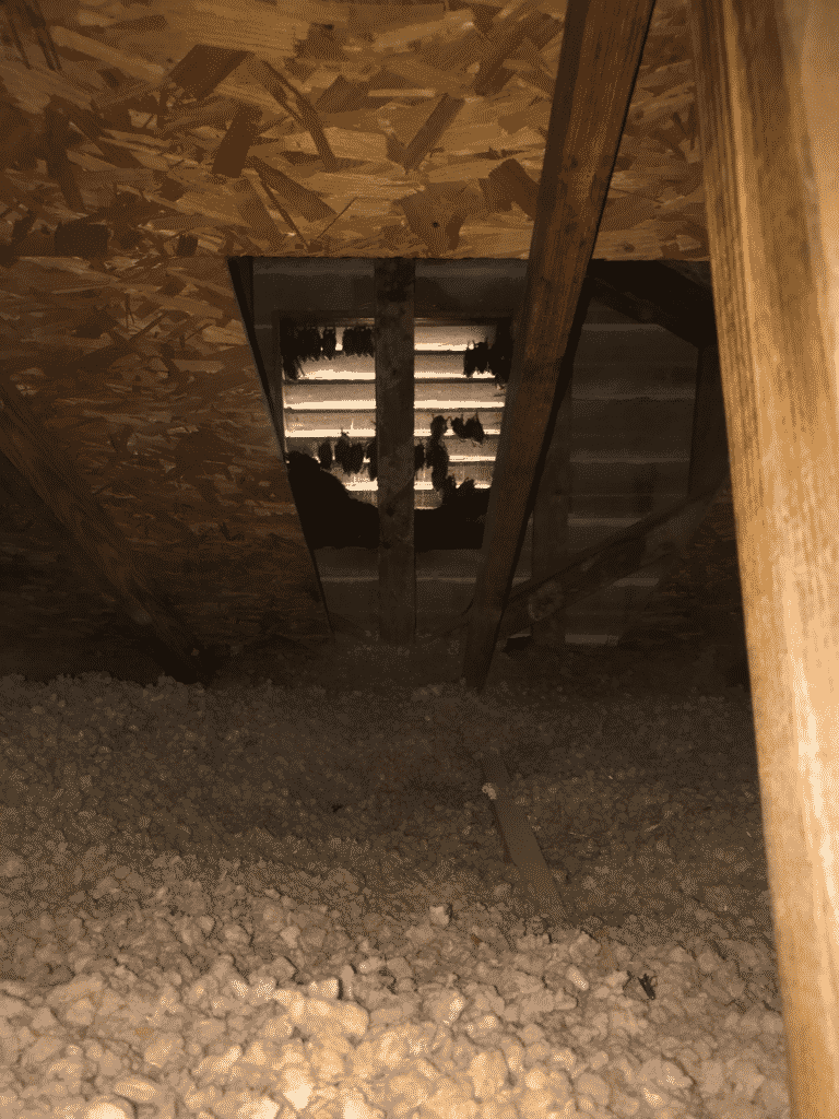bats in gable vent