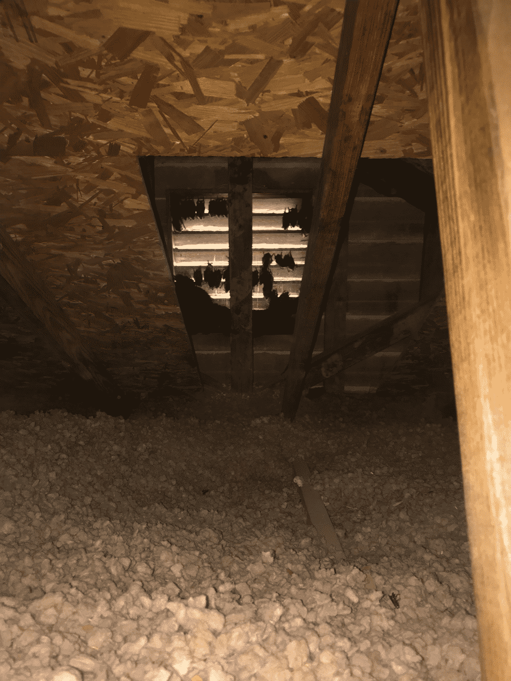 bats in gable vent