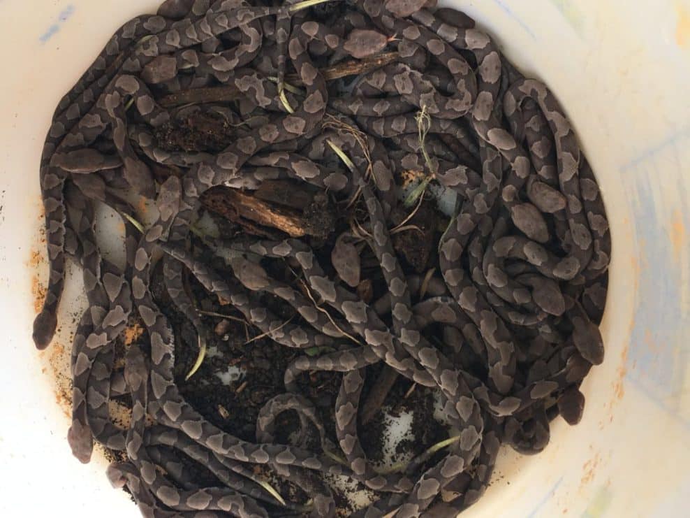 Snake Removal - Snake Control | Southern Pest Management Copperhead Snakes