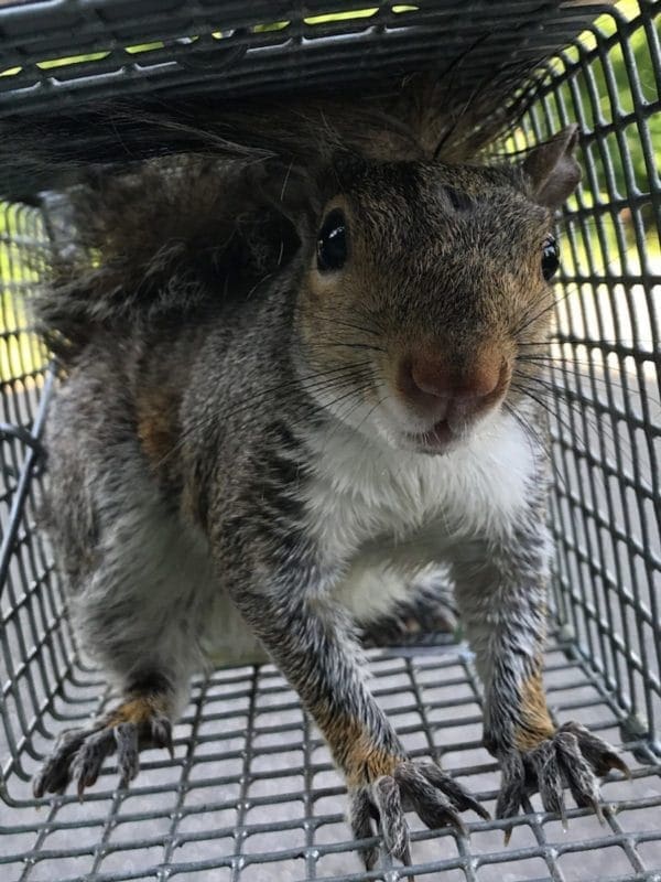 Squirrel trapping & removal services