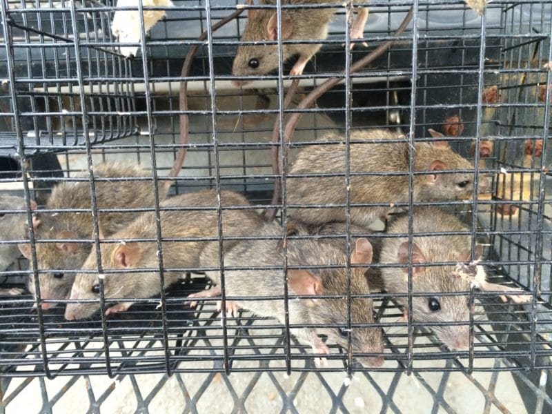 Rat Control | Southern Pest Management rat trapping