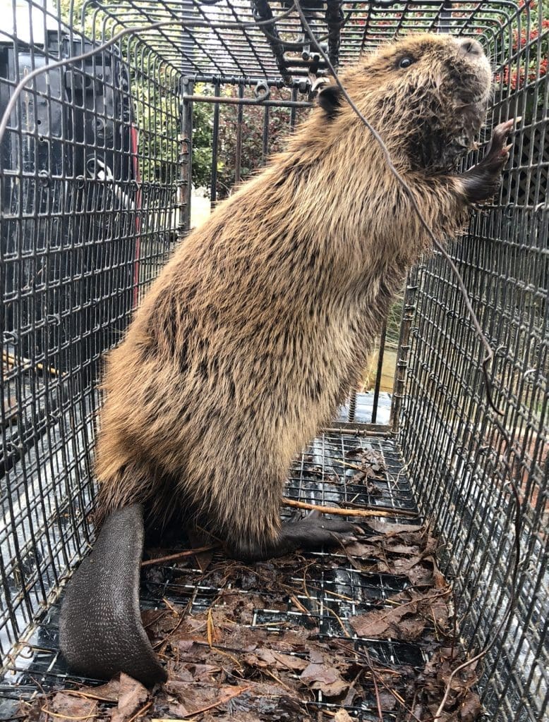 Beaver Trapping
