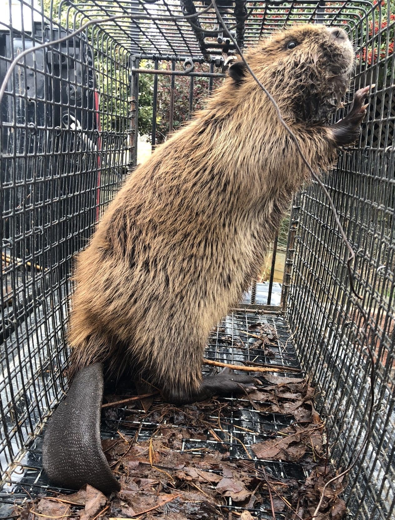 Beaver Trapping