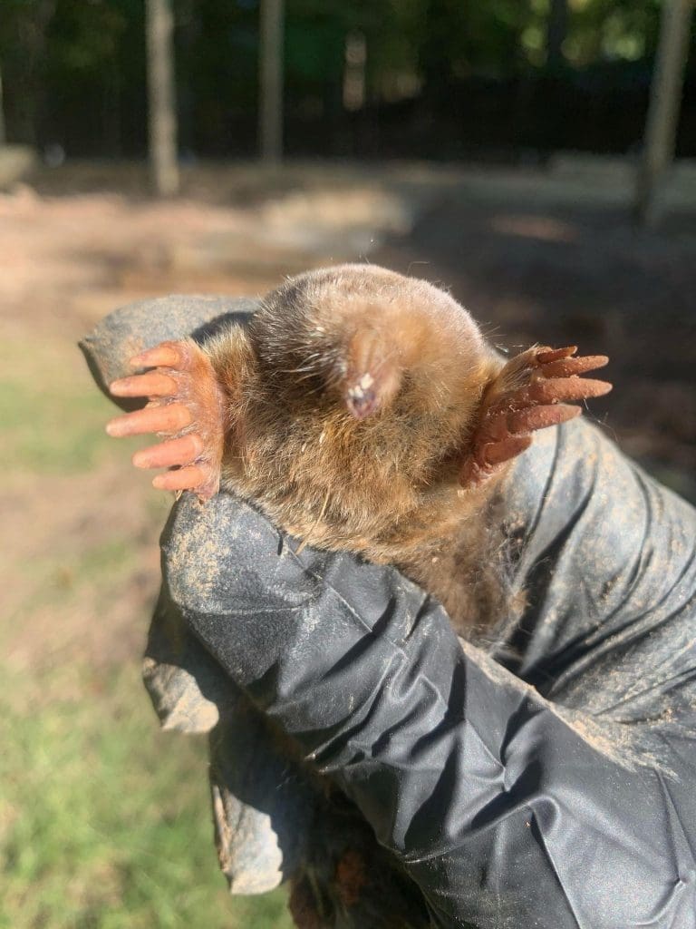 mole trapping