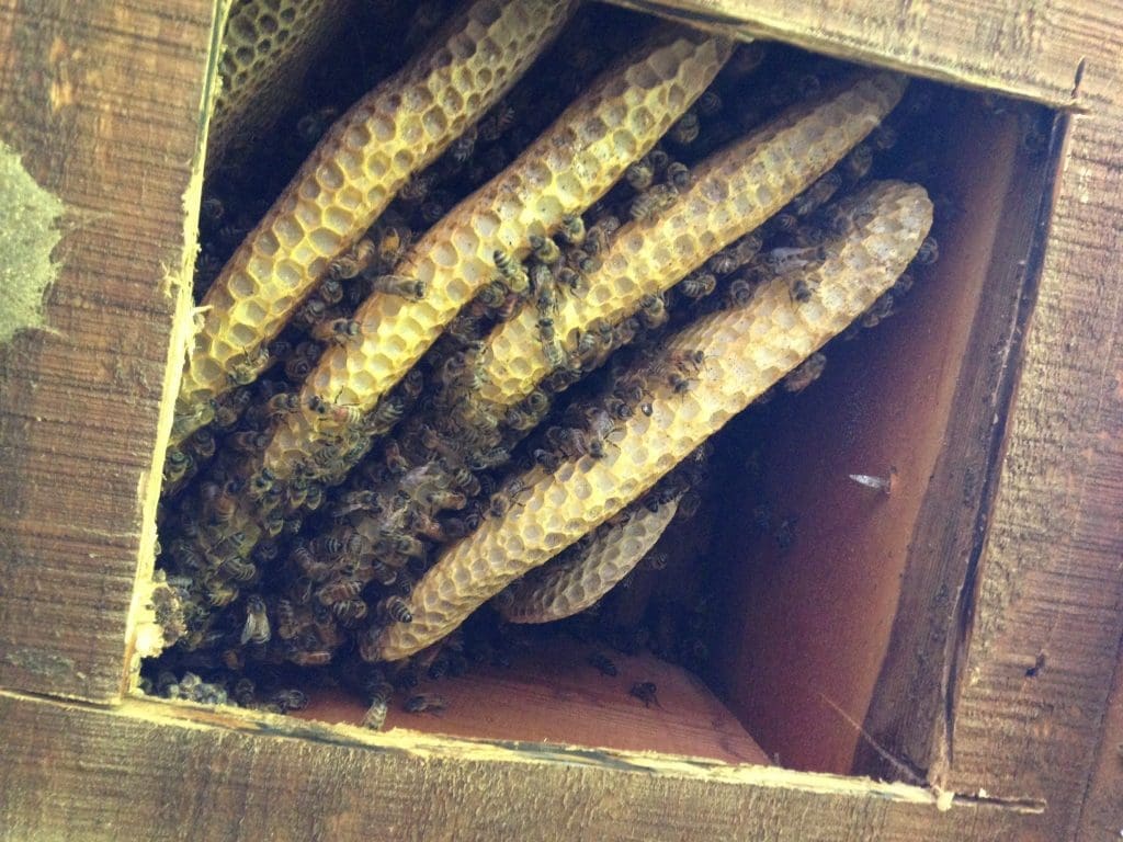 bee hive removal