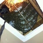 a Very Active Bee Hive Removed from Ceiling in Suwanee | Southern Pest Management Hive Removal - Hive Cutout