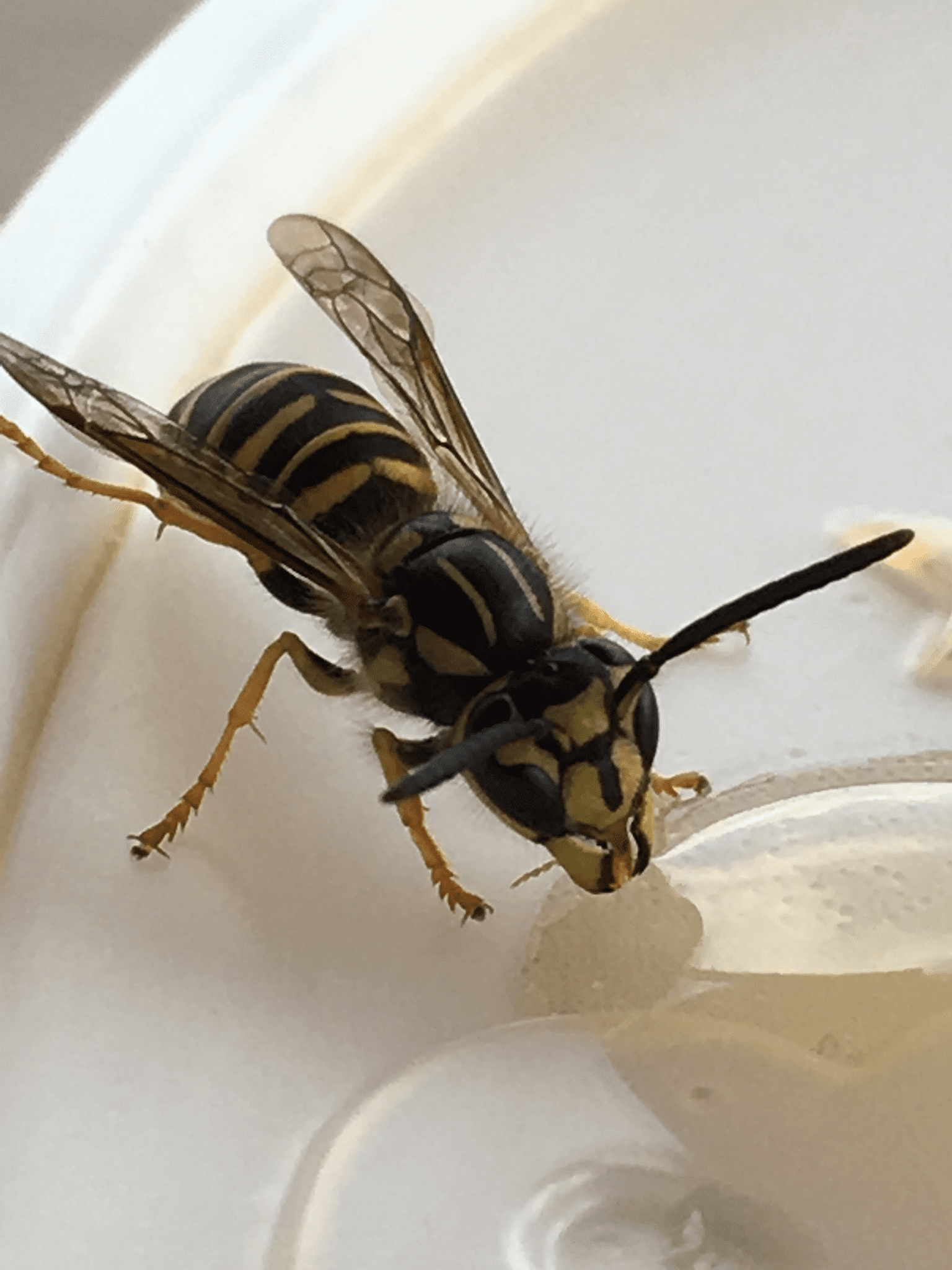 Yellowjacket on lid