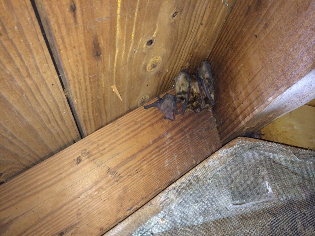 Doraville Bat Exclusion | Southern Pest Management bats in my attic buford
