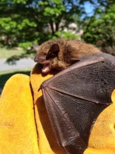 Bat Removal Services in Milton | Southern Pest Management lawrenville bat