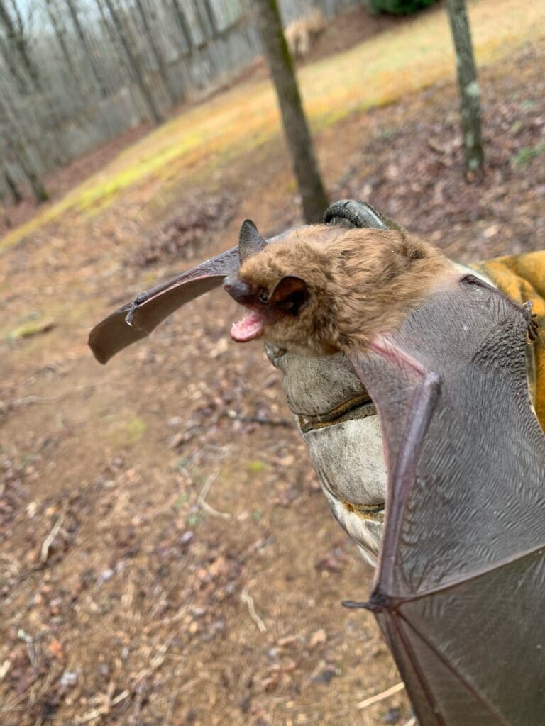 Dawsonville Bat | Southern Pest Management dawsonville Bat Removal Services - dawson county bat