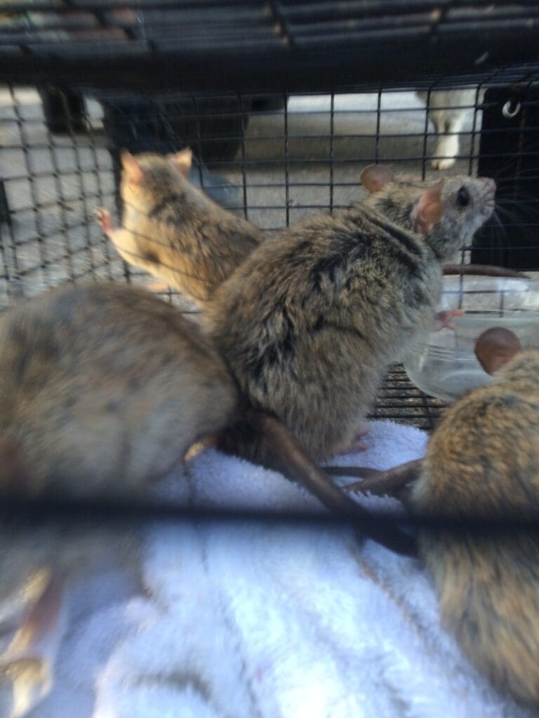 rat trapping