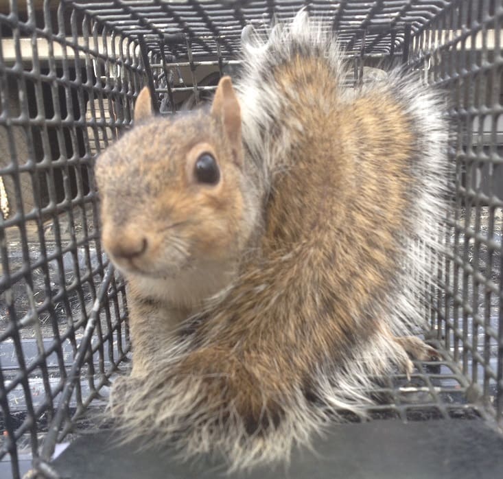 Squirrel Trapping & Removal | Southern Pest Management squirrel trapping