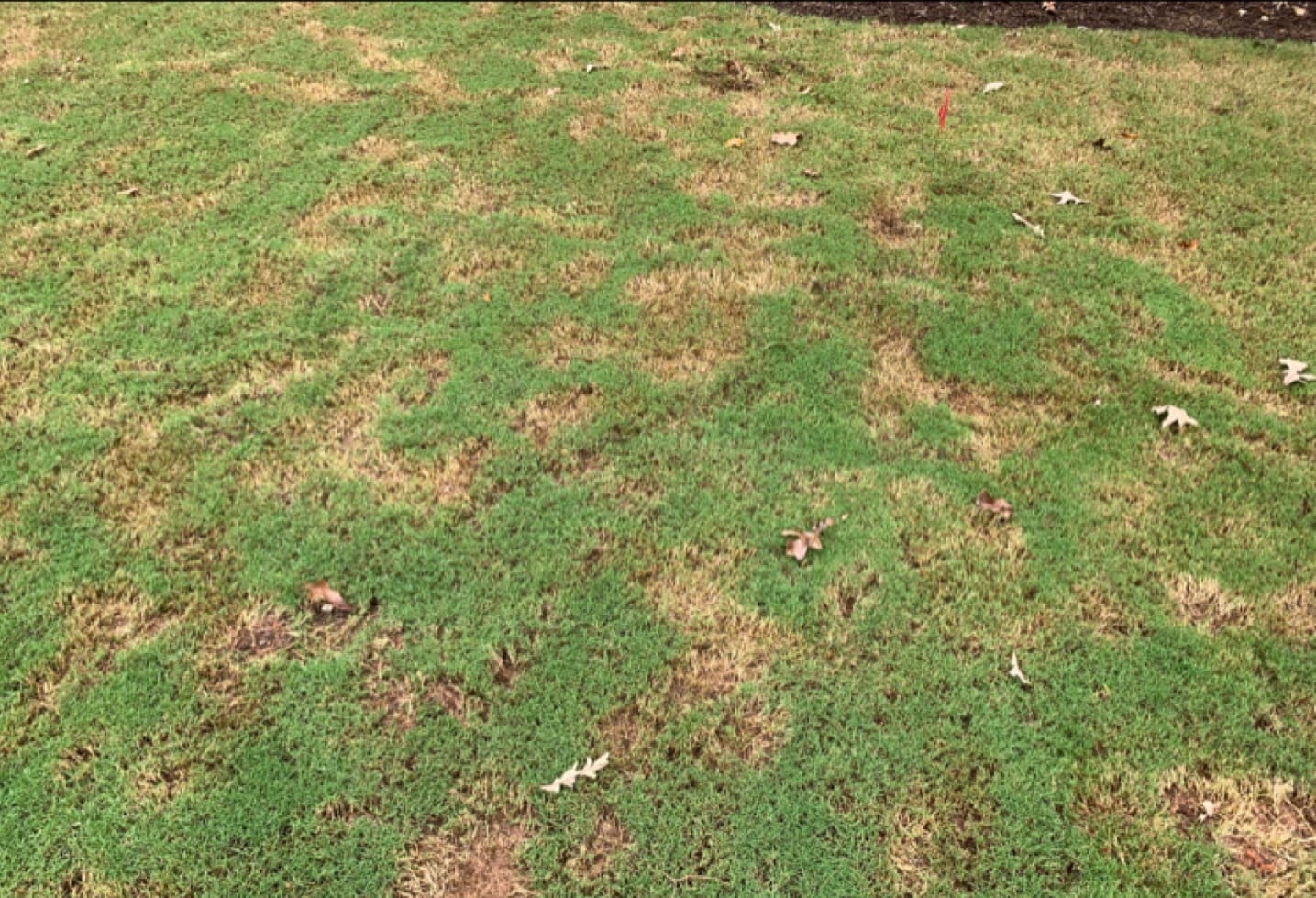 Mole Damage | Southern Pest Management Alpharetta Mole Damage to Lawn