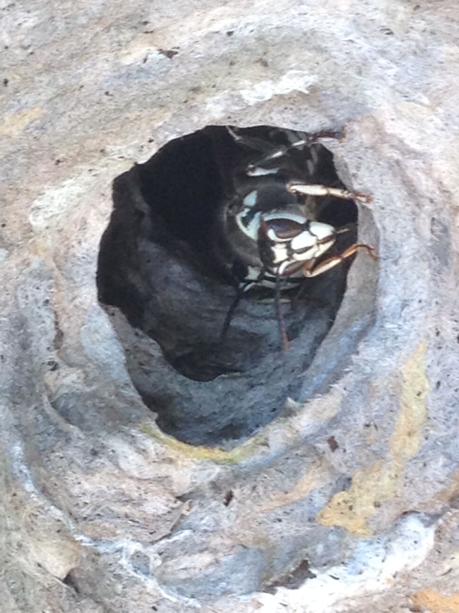 Hornet Removal & Control Services | Southern Pest Management