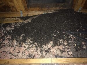 Bat Guano in Attic | Southern Pest Management lawrenceville bat guano