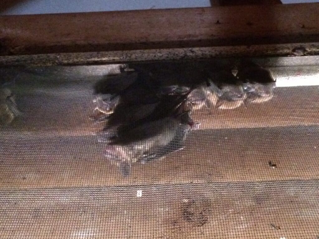 bats in gable vent