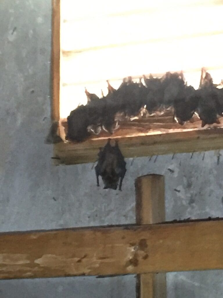 Bats | Southern Pest Management lawrenceville bat