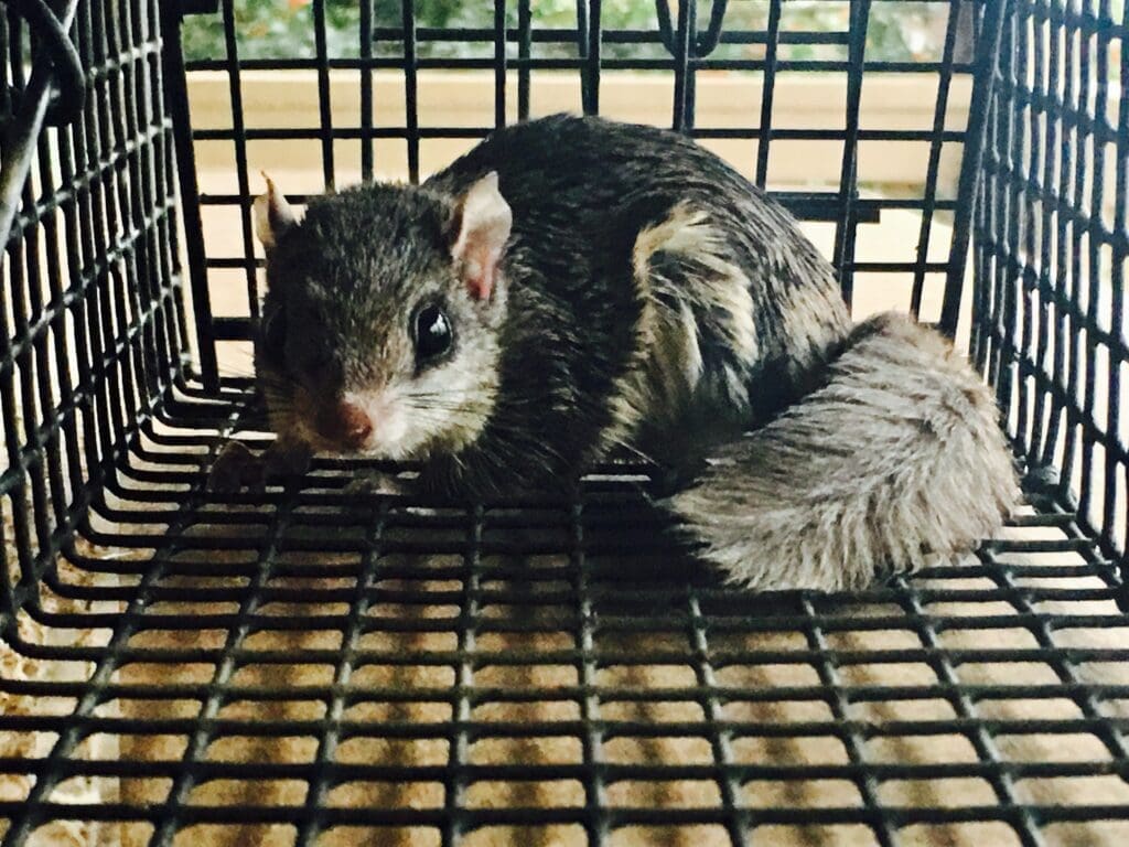 squirrel trapping