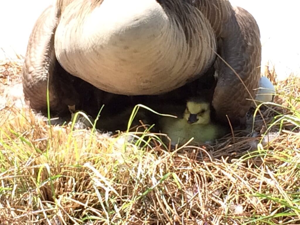 goose control