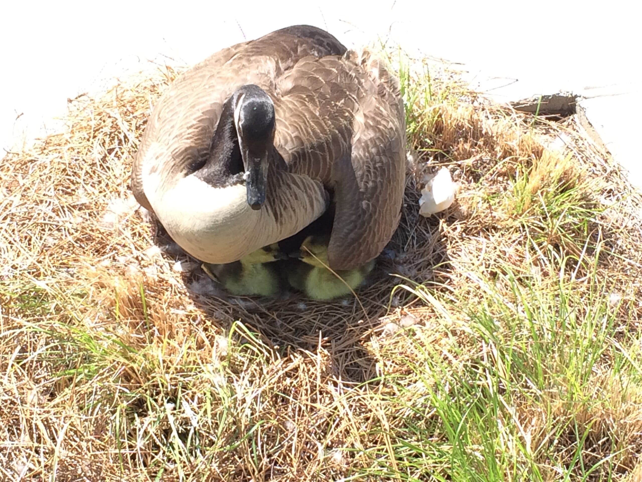 goose removal - goose control