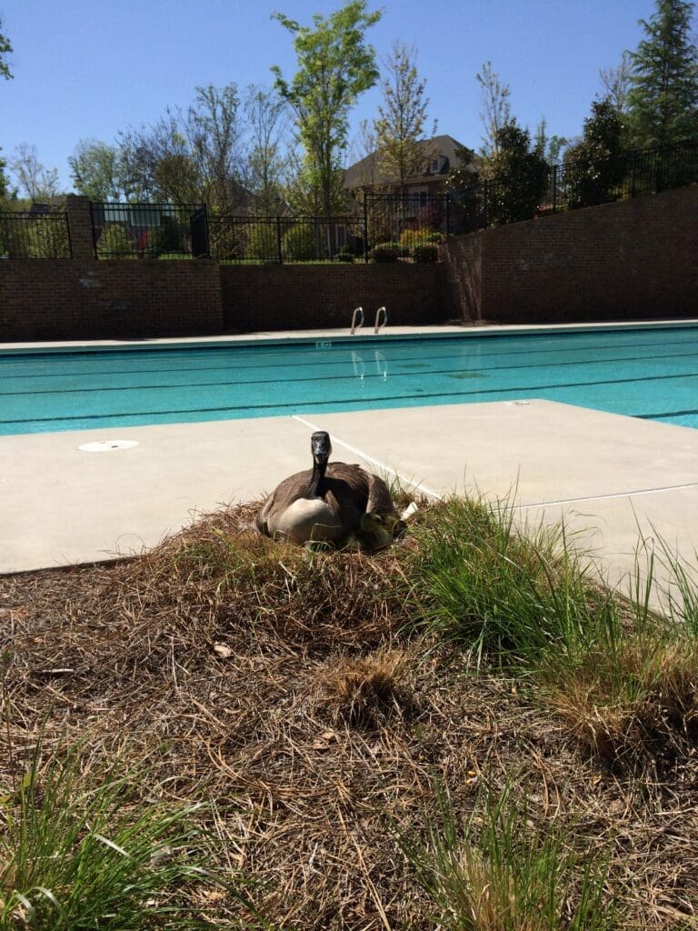 goose removal - goose control