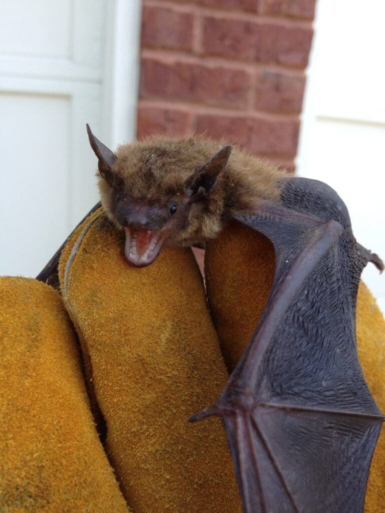 bat trapping