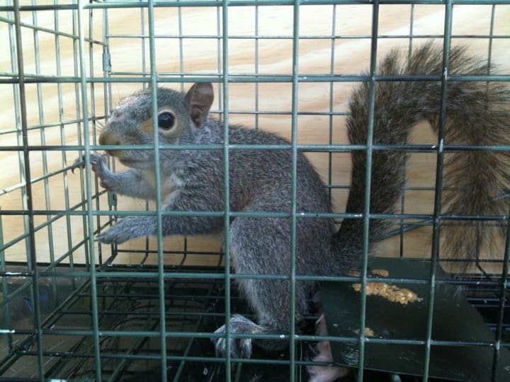 Squirrel Trapping & Removal | Southern Pest Management squirrel trapping