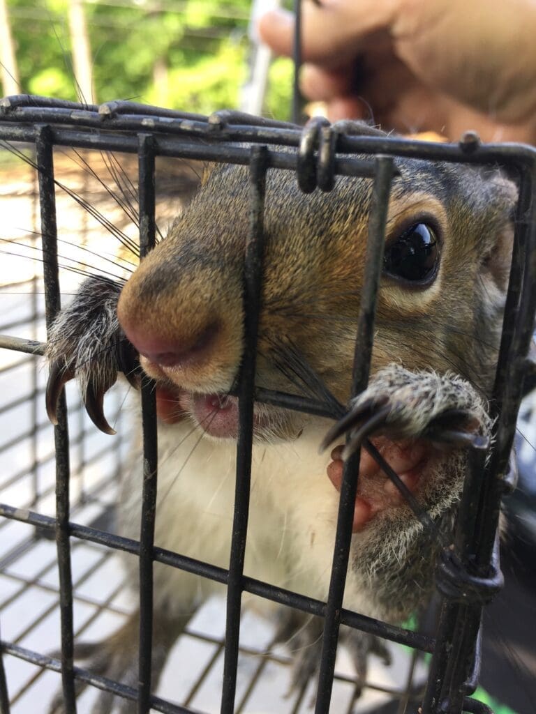 squirrel trapping