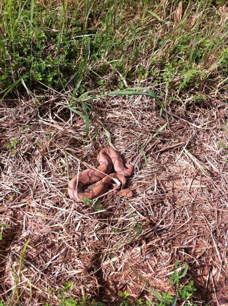 copperhead snake