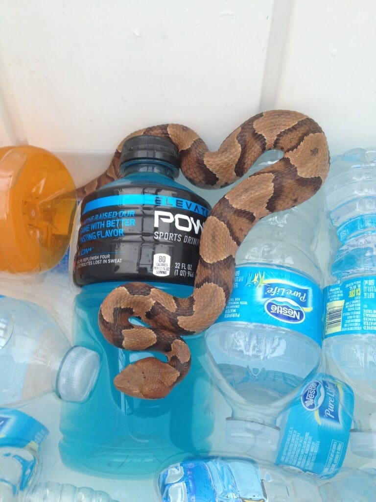 Copperhead | Southern Pest Management copperhead snake