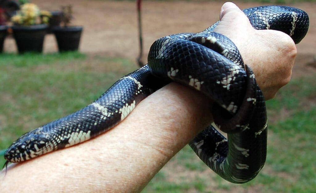 Kinglg | Southern Pest Management kingsnake