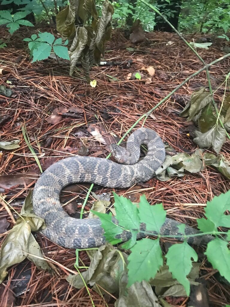 Water Snake in North Georgia | Southern Pest Management watersnake Control