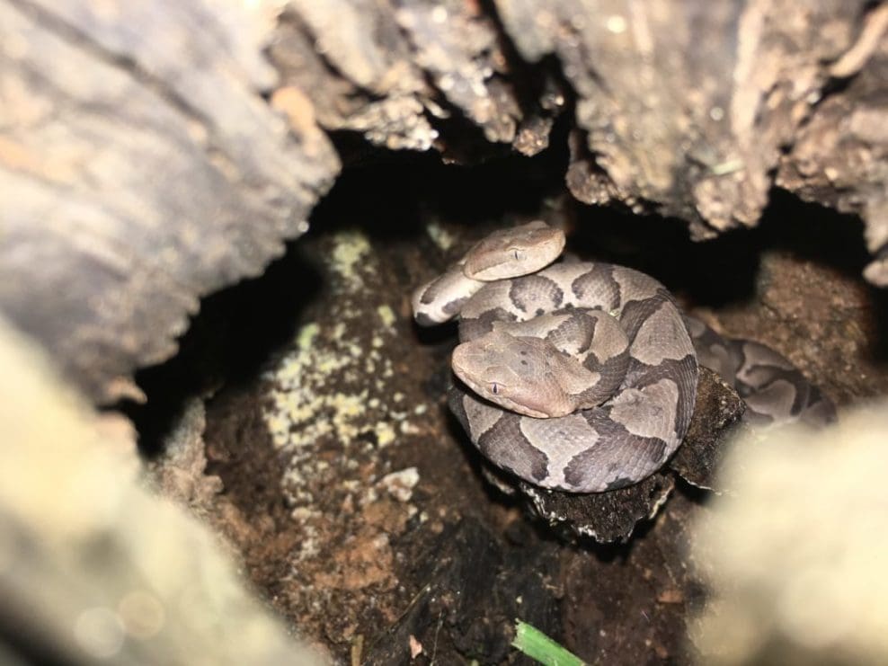 Baby Copperheads in North Georgia | Southern Pest Management copperhead snake