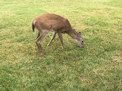 deer in yard