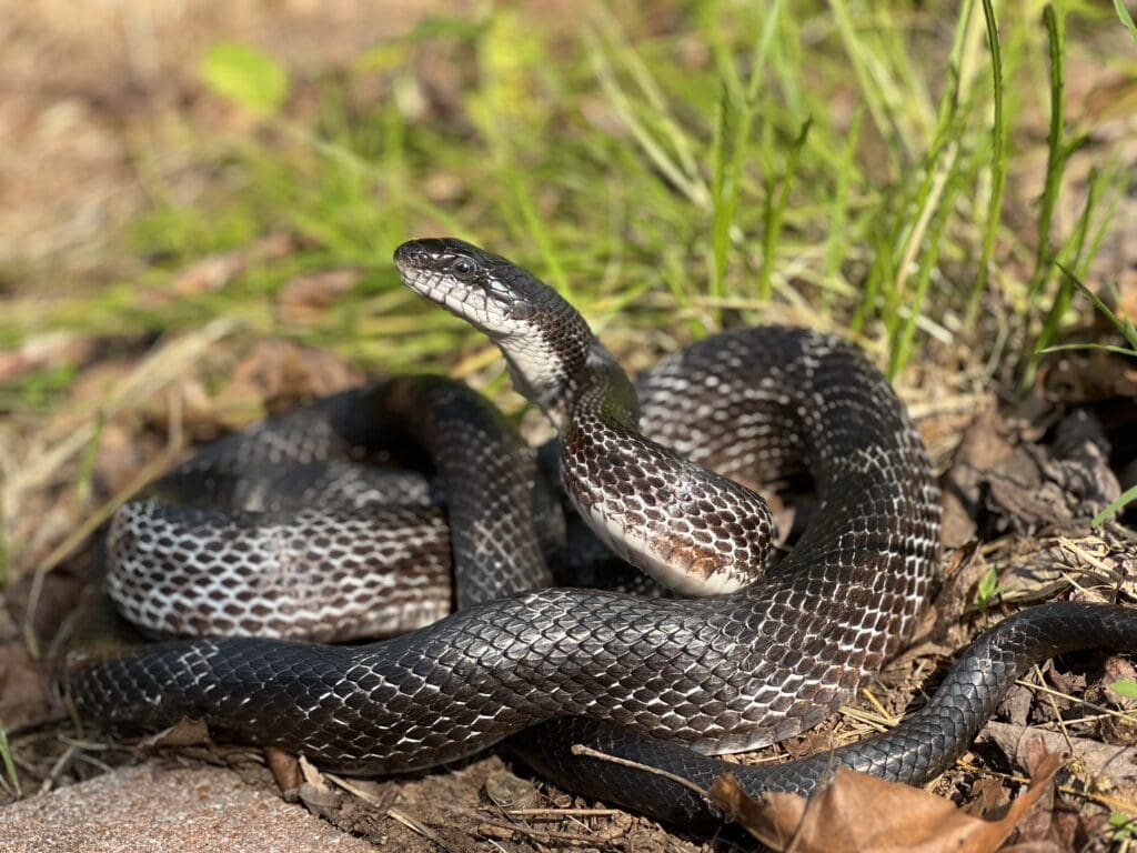 Img_7082-1 | Southern Pest Management snake, black snake removal, snake control