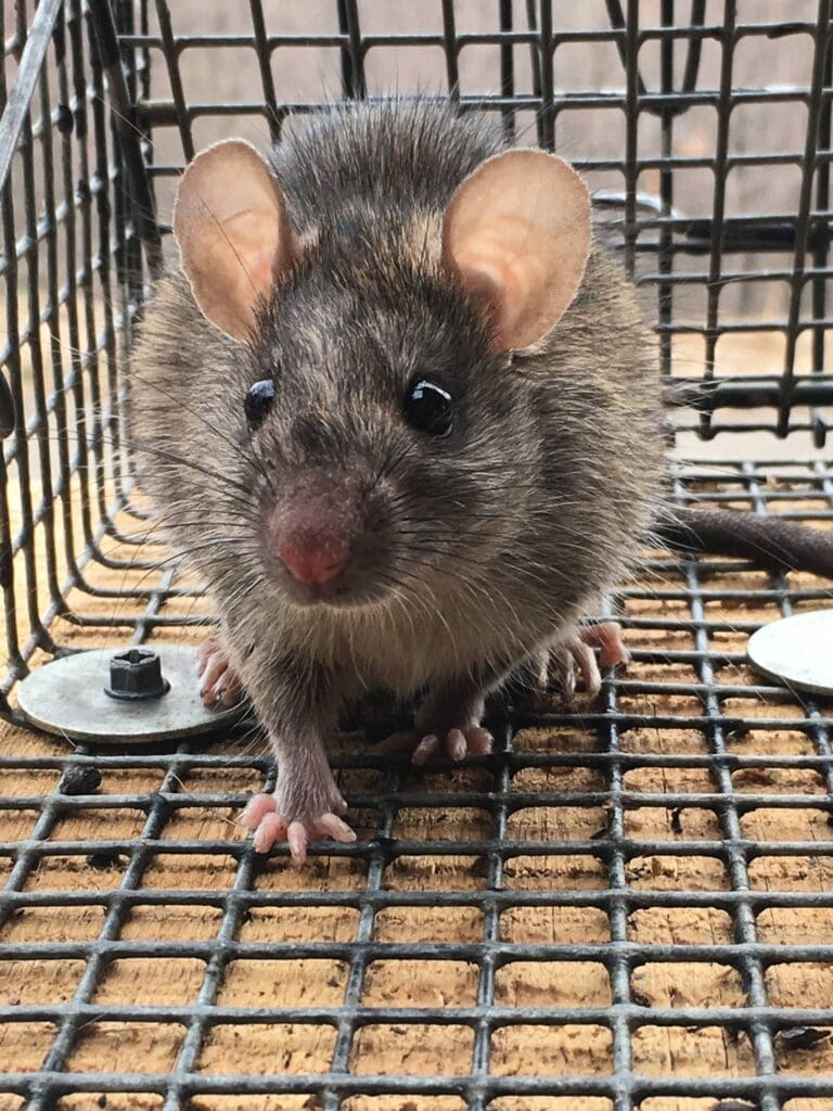Dahlonega Rat Trapping | Southern Pest Management Dahlonega Rat Trapping