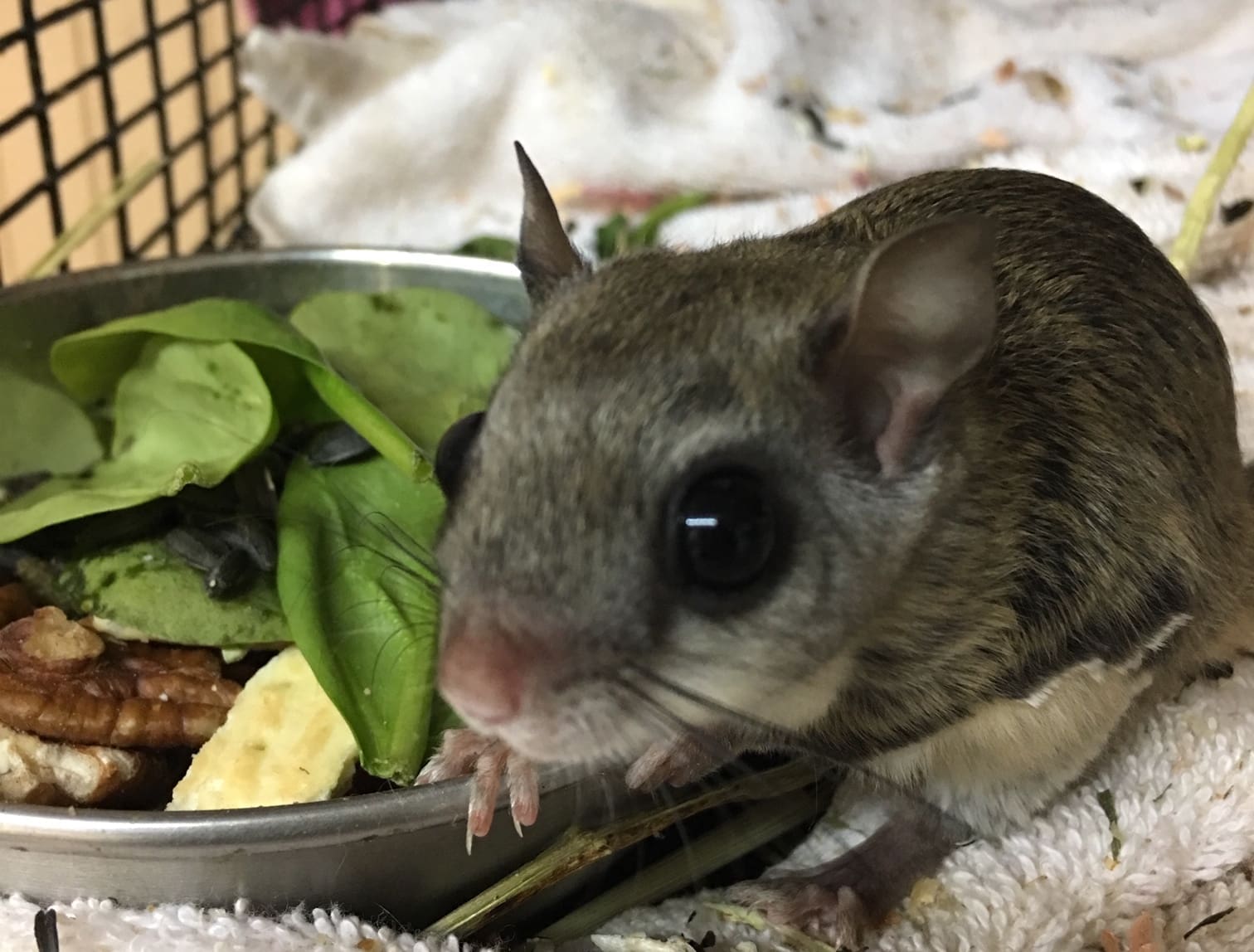 Flying Squirrels | Southern Pest Management flying squirrel