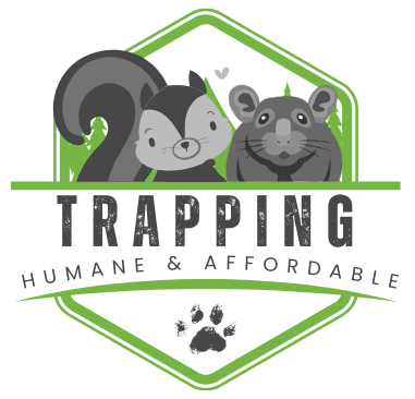 Trapping-icon | Southern Pest Management rat trapping