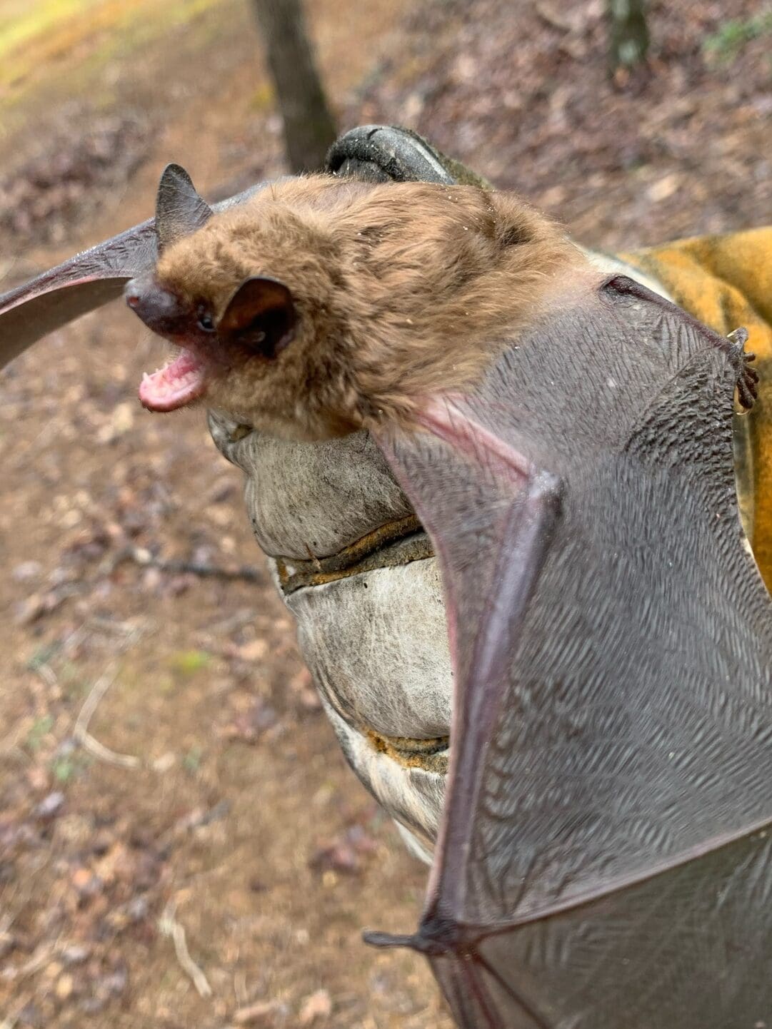 Johns Creek Bat Removal | Southern Pest Management dawsonville Bat Removal Services