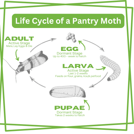 Life Cycle of a Pantry Moth | Southern Pest Management Moth Life Cycle - Our Moth Extermination addresses each stage in a moth's life cycle.