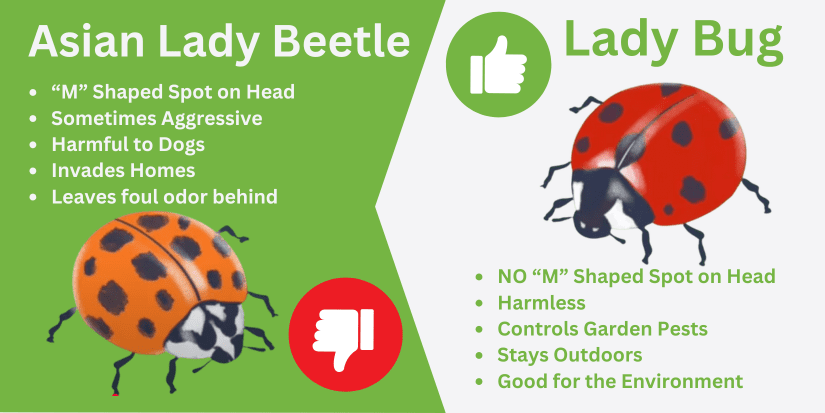 Lady Bug Comparison | Southern Pest Management Lady bug Versus Asian Lady Beetle Identification - Experts in Lady Bug or Asian Lady Beetle extermination by Southern Pest Management