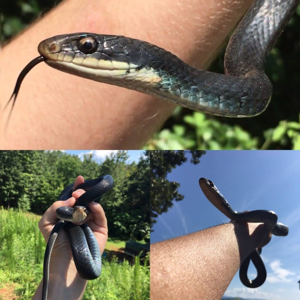 Black Racer Snake | Southern Pest Management Black Racer Snake Removal