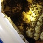 Bee Hive Removal from Wall | Southern Pest Management Bee Hive Removal from Wall