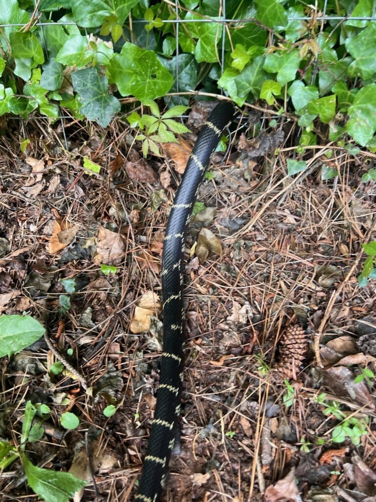 Img_0379 | Southern Pest Management snake removal