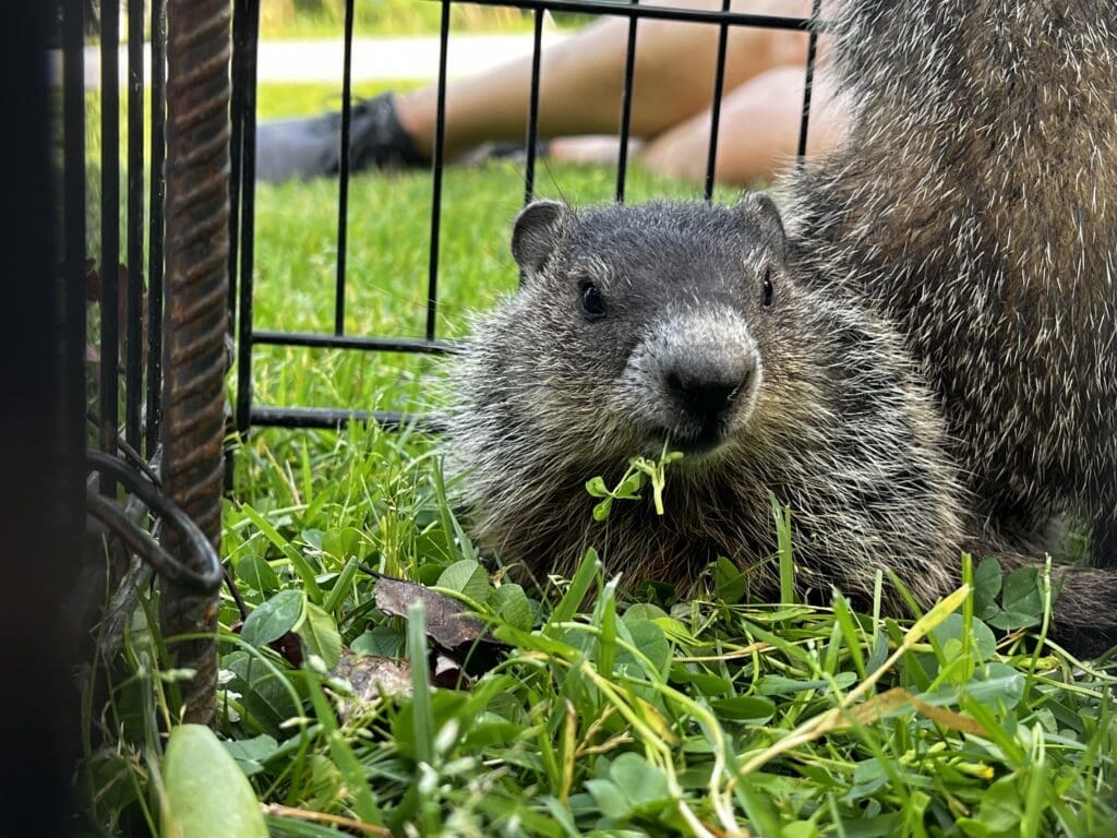 Young Woodchuck Trapped & Relocated | Southern Pest Management Young woodchuck trapped & relocated