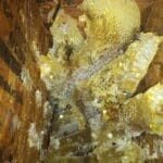 Honeycomb from a Honeybee Hive Cutout | Southern Pest Management Honeycomb from a honeybee hive cutout